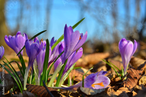 Wild crucuses in the forest, first spring flowers