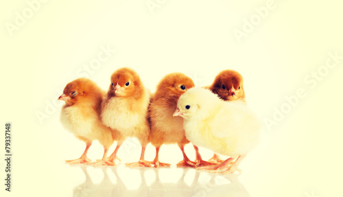 Group of small chicks.
