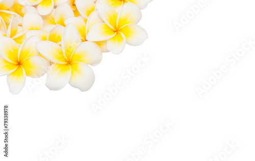 Plumeria flower isolated on the white background