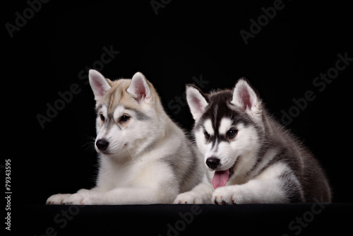 Two cute husky puppies