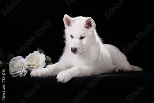 white siberian husky puppy and white rose © brusnikaphoto