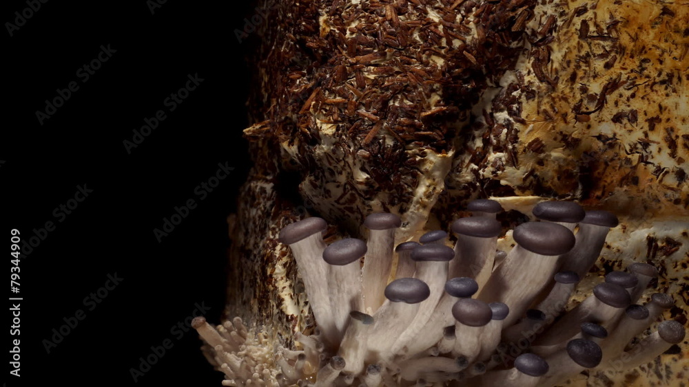 Oyster Mushroom Time-lapse