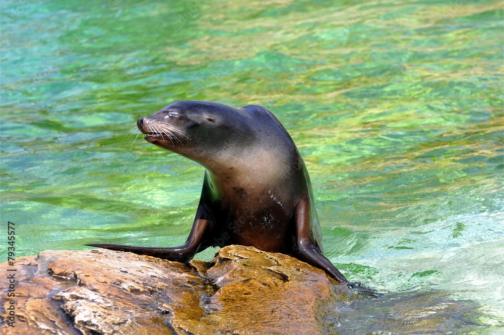 Obraz premium In der Sonne schlafen...