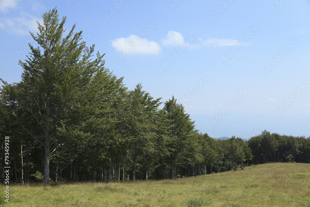 Selva del Prato magno Selva del Prato magno