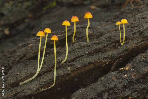 Obraz na płótnie Mycena acicula on a dead trunk