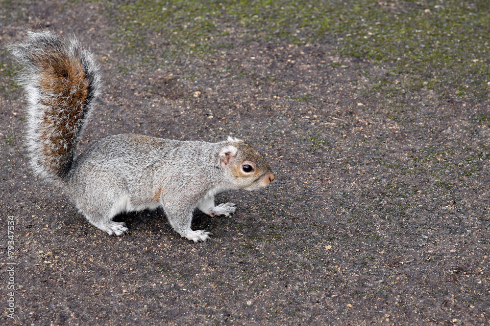 Obraz premium grauhörnchen
