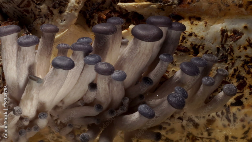 Oyster Mushroom Time-lapse