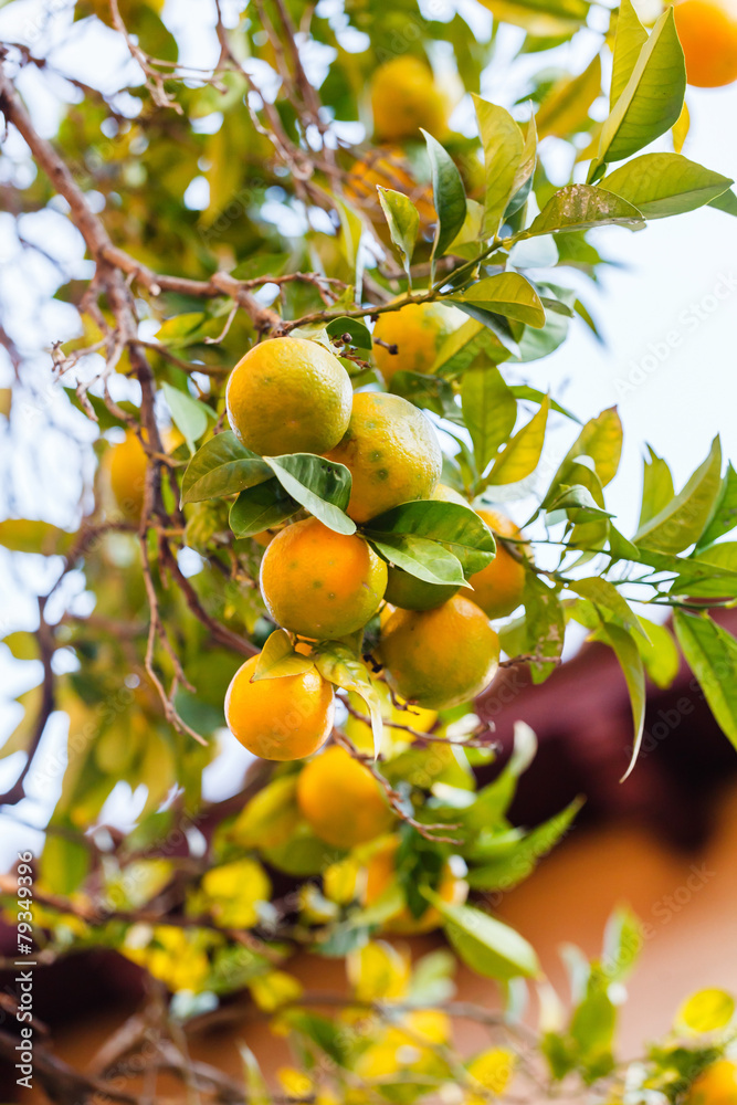 orange tree