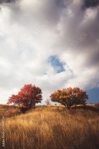 A vintage landscape scene with trees.