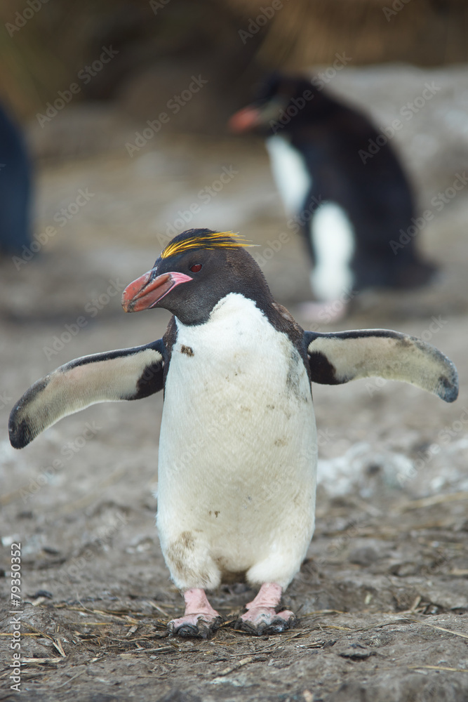 Obraz premium Macaroni Penguin ( Eudyptes chrysolophus)