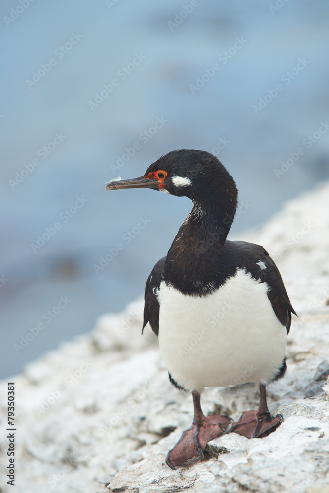 Fototapeta premium Rock Shag (Phalacrocorax magellanicus)