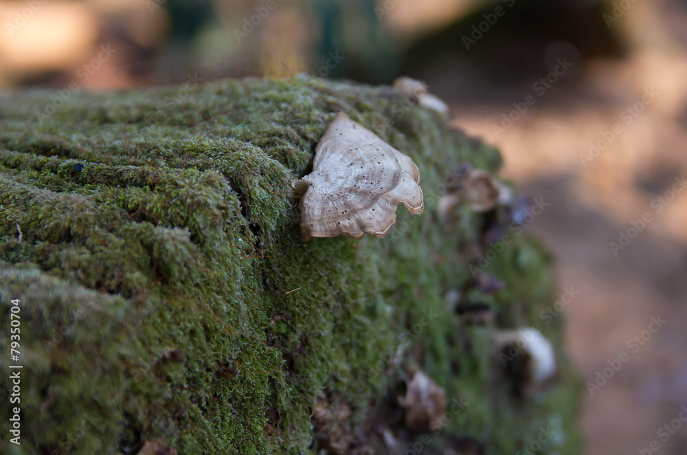 Mushrooms and mosses on stump Mushrooms and mosses on stump