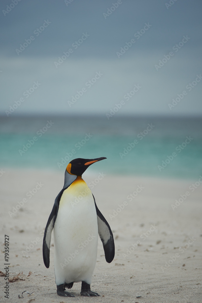 Naklejka premium King Penguin (Aptenodytes patagonicus)