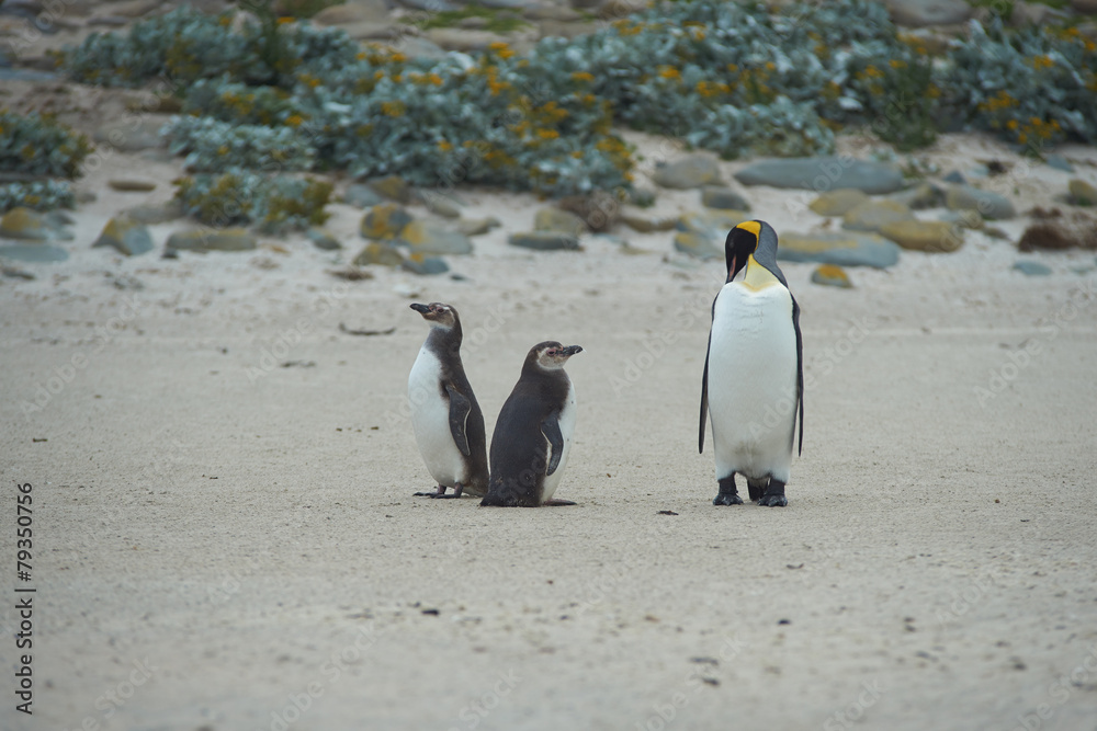 Obraz premium When I grow up I want to be a King Penguin