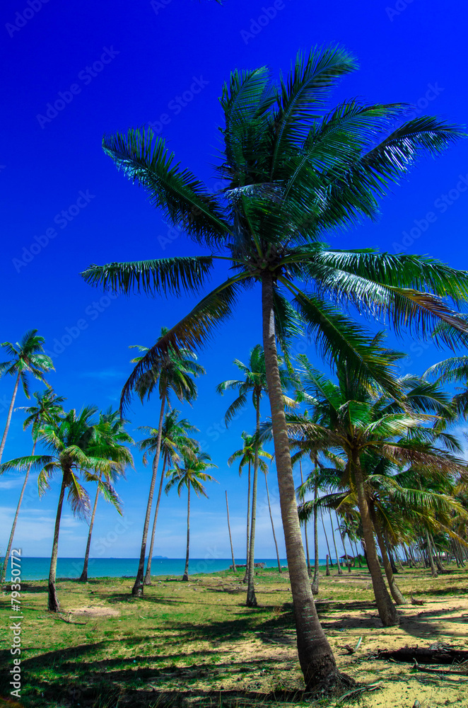 coconut tree and blue sky near the seashore