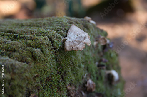 Mushrooms and mosses on stump