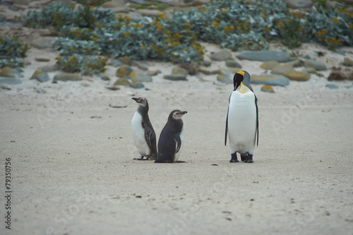 When I grow up I want to be a King Penguin