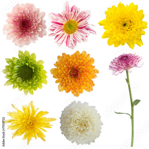 chrysanthemum flower isolated collection set