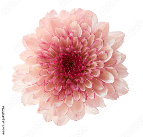 chrysanthemum flower pink color isolated on white background