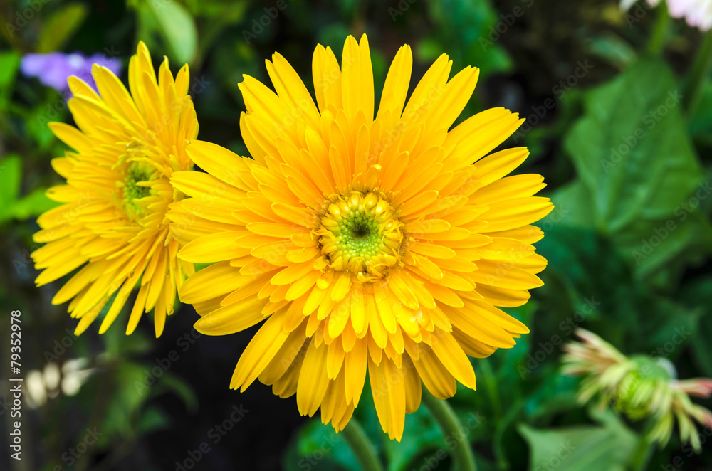 Obraz premium yellow gerbera