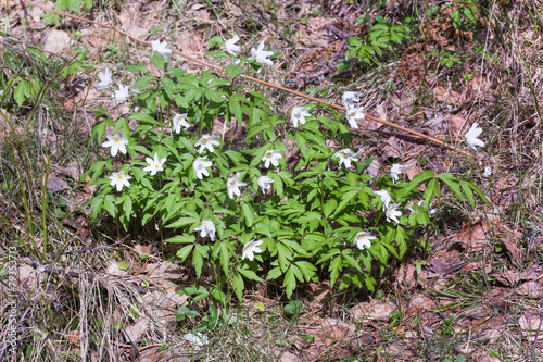 Anemones veesennem forest.