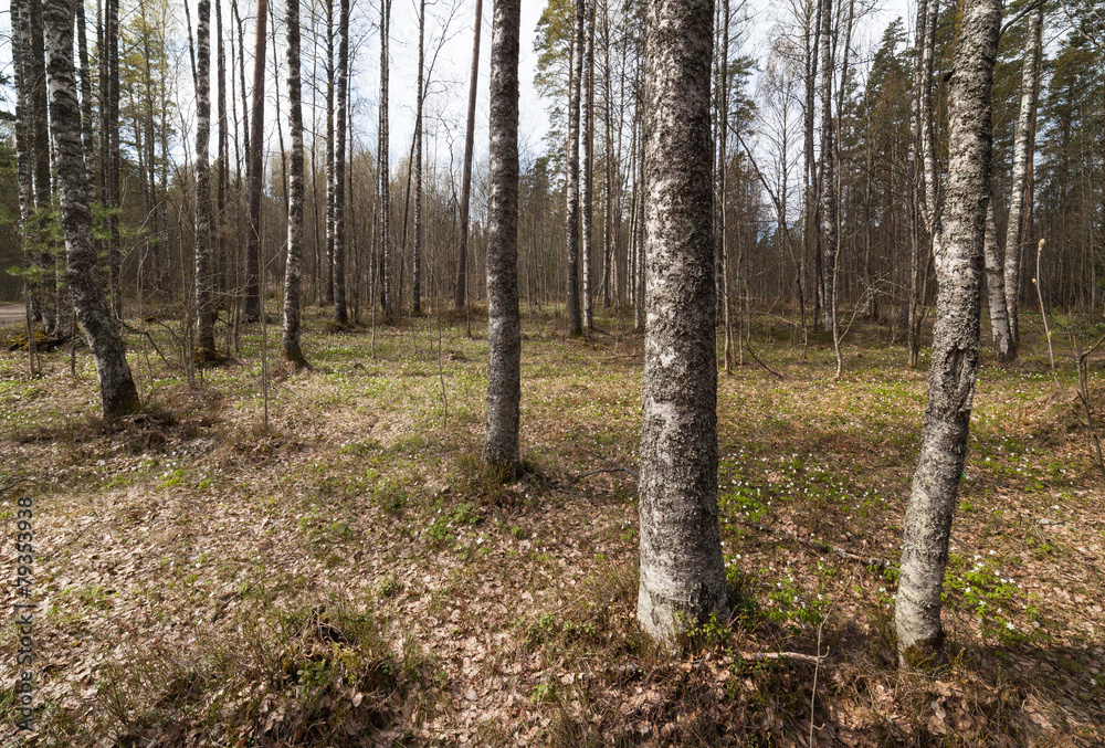 Naklejka premium Spring forest.