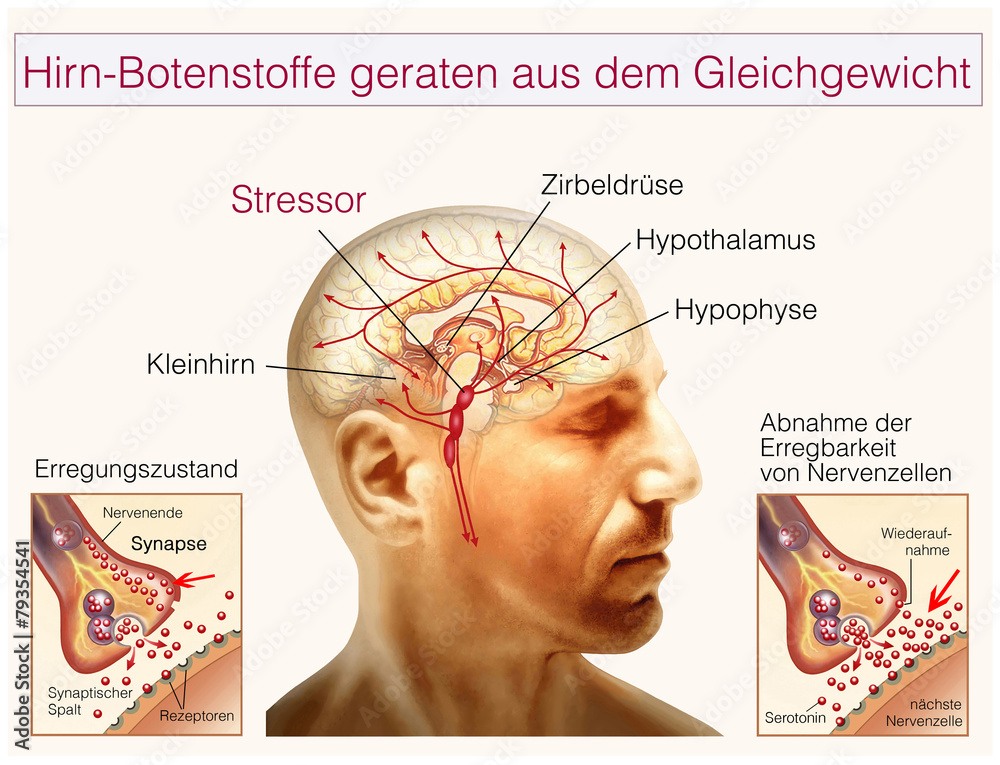 Fototapeta premium Hirn-Botenstoffe.Stressor.Neuronale Aktivität