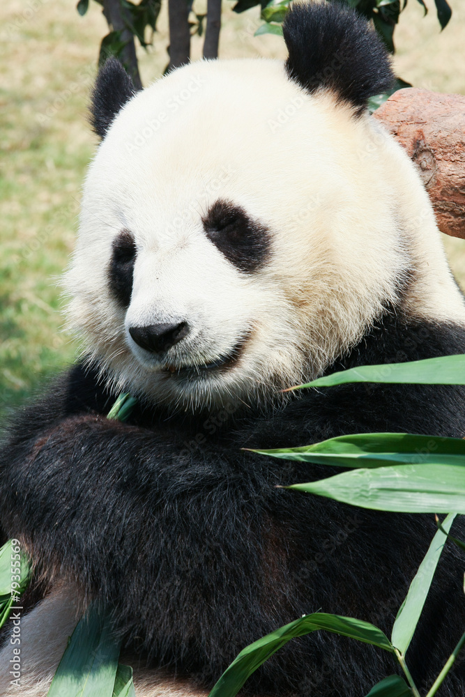 Naklejka premium Panda eating bamboo
