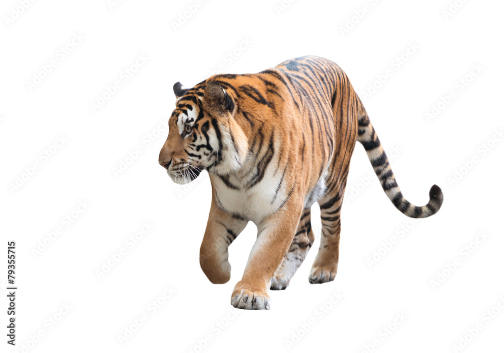 Obraz premium bengal tiger isolated