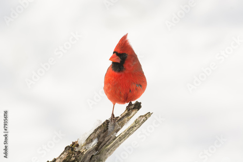 Northern cardinal in winter © Tony Campbell