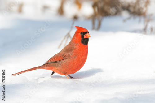 Male northern cardinal © Tony Campbell