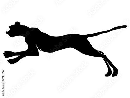 cheetah