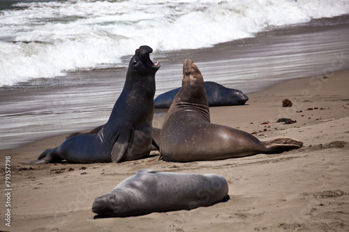 USA - Pacific Coast Highway one - seals cololny