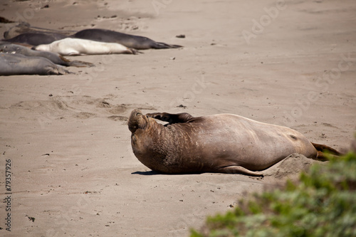 USA - Pacific Coast Highway one - seals cololny