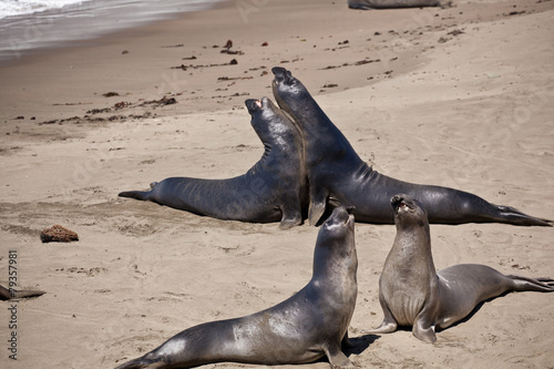 USA - Pacific Coast Highway one - seals cololny