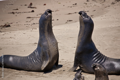 USA - Pacific Coast Highway one - seals cololny