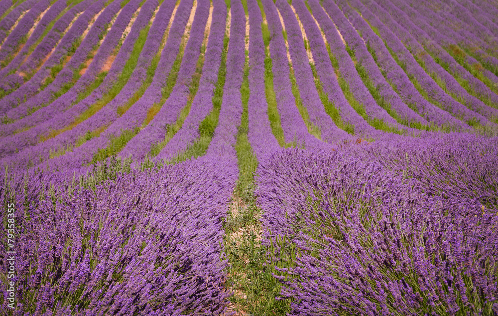 Obraz premium Lavender field