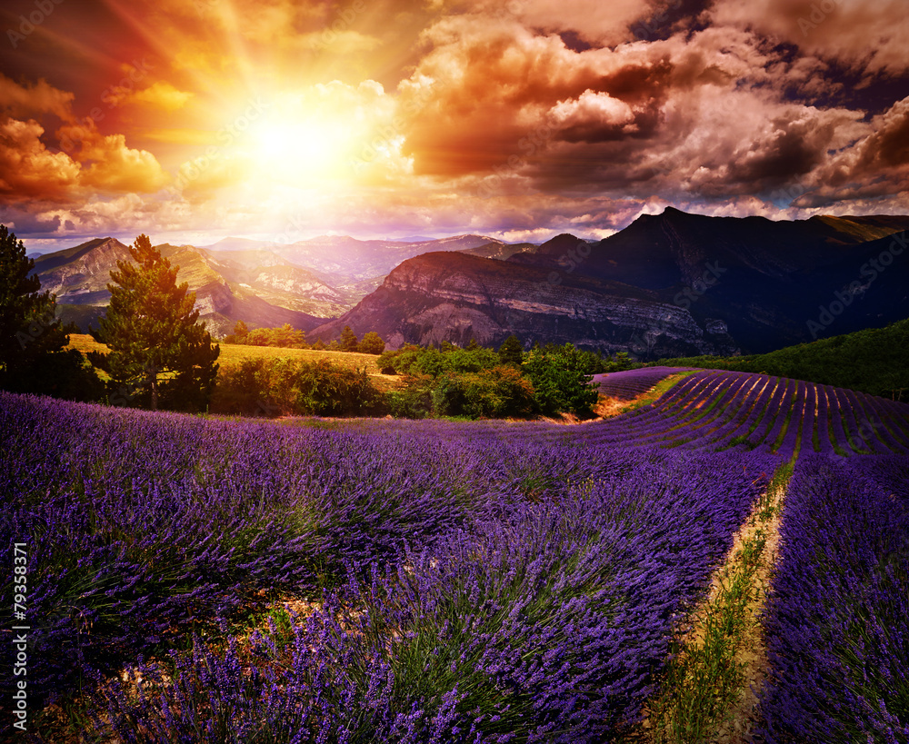 Fototapeta premium lavender field Summer sunset landscape