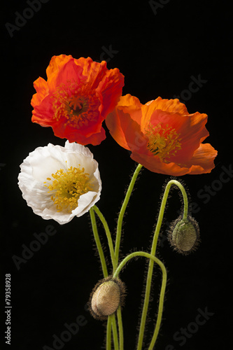 Fototapeta Naklejka Na Ścianę i Meble -  Poppy flowers on black