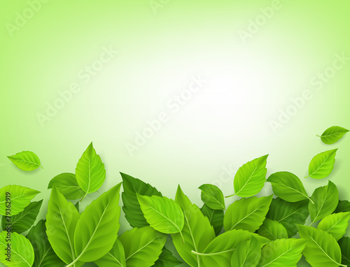Realistic Leaves Background with White Space