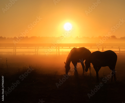 Herd of horses grazing in a field on a background of fog