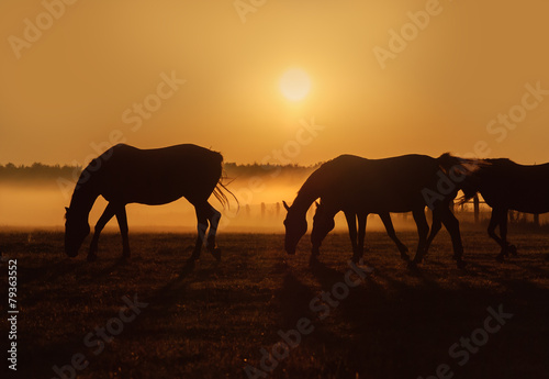 Herd of horses grazing in a field on a background of fog and sunrise