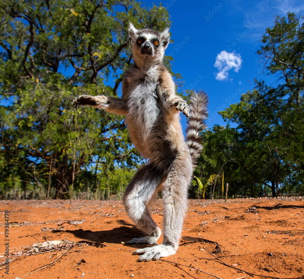 Obraz premium Ring-tailed lemur in Madagascar