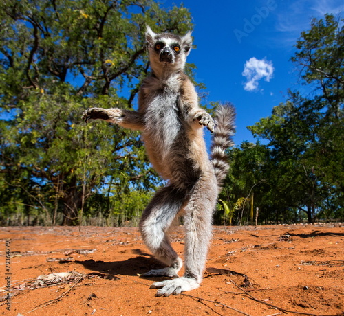 Ring-tailed lemur in Madagascar photo