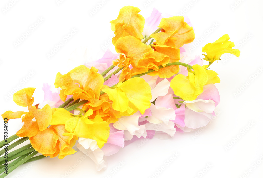 Obraz premium スイートピー