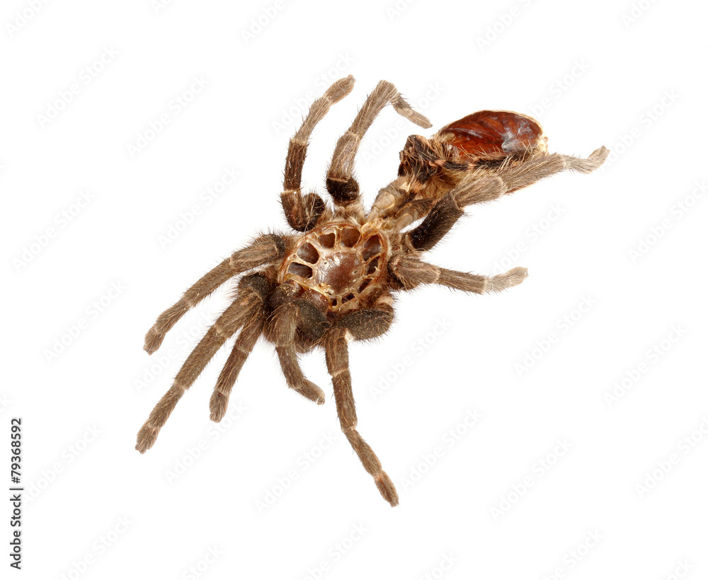 Shed Exoskeleton from Tarantula Shed Exoskeleton from Tarantula