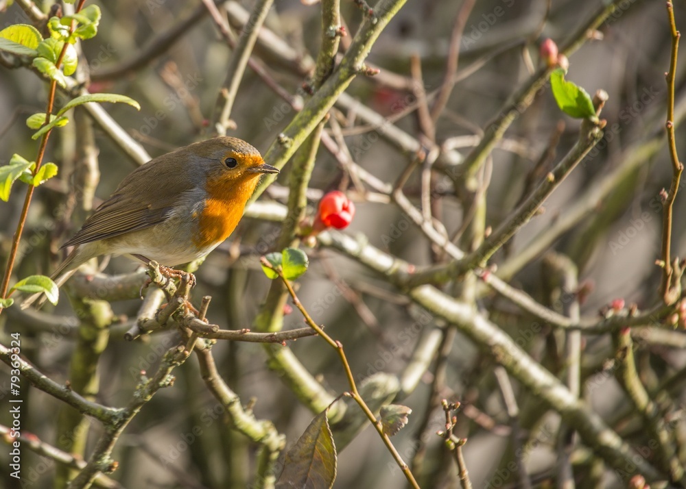 Robin Red Breast