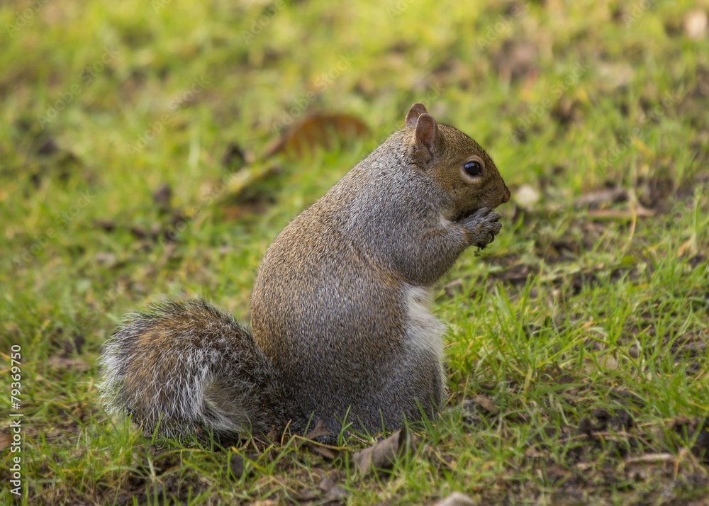 Grey Squirrel Grey Squirrel