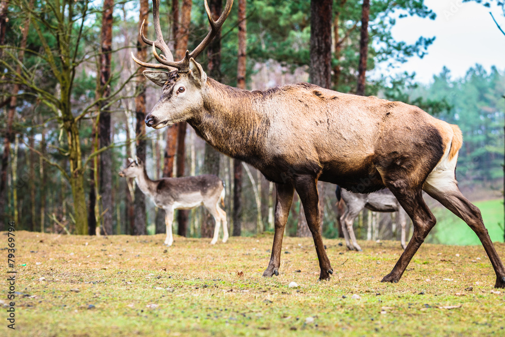 Fototapeta premium Red deer stag in autumn fall forest