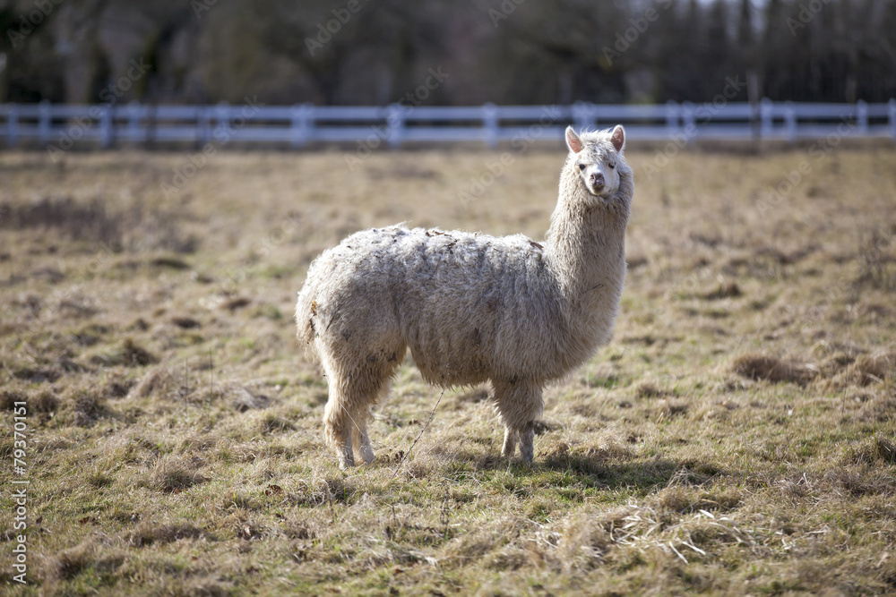 Fototapeta premium Petit lama